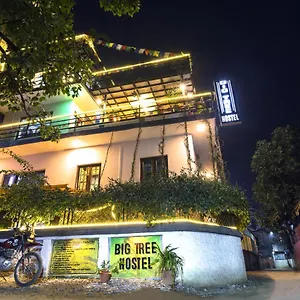 Auberge de jeunesse Big Tree